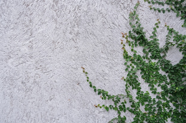 Ivy leaf isolated on cement wall background