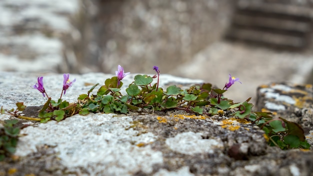 Льняная жаба с листьями плюща (Cymbalaria muralis), растущая на стене в Пембруке