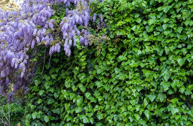 Ivy leaves background