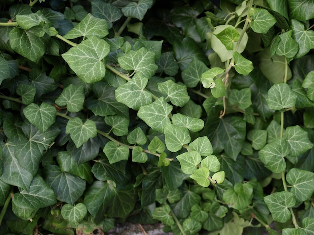 Ivy leaves background