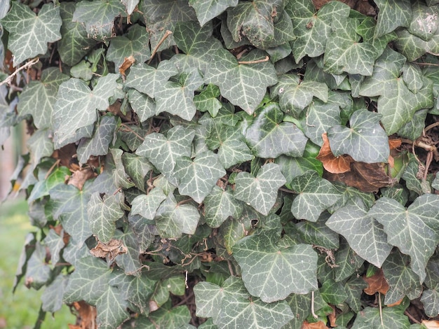 Ivy leaves background