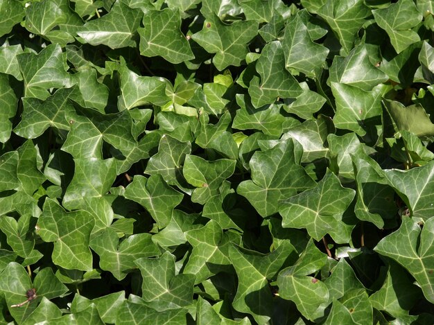 Ivy leaves background