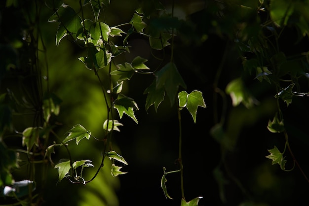 Ivy leaves hang from a tree in the dark.