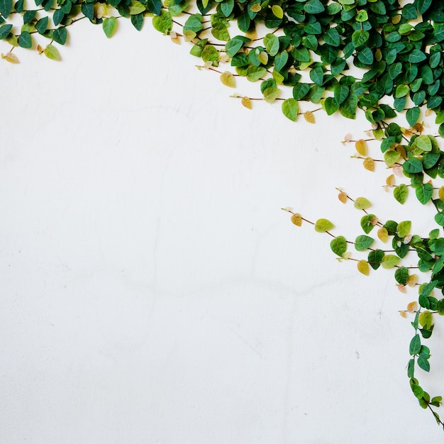 ivy leaves isolated on a white background