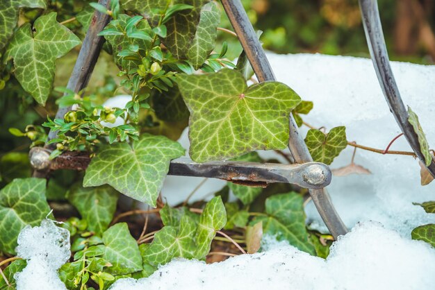 Ivy leaves under melting snow