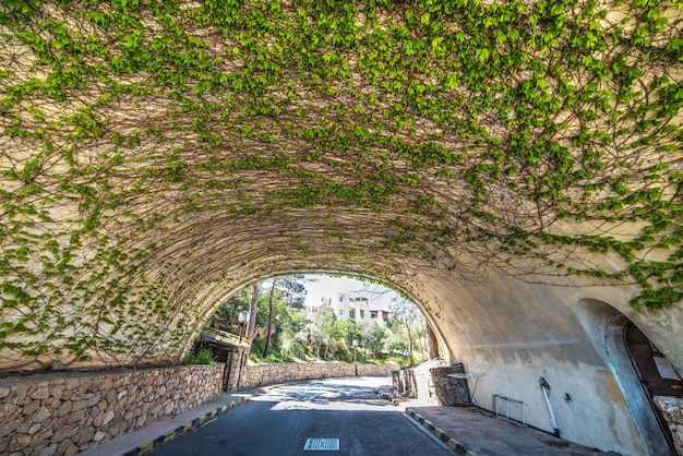 Foto l'edera esce in un tunnel stradale