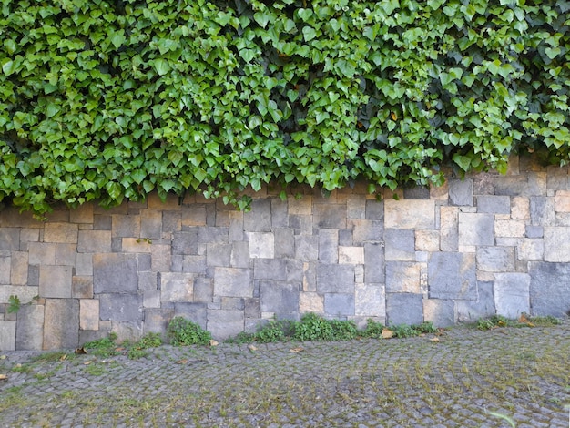 Ivy leaves on stone wall