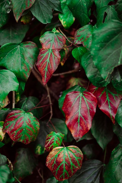 Ivy leaves texture green red and yellow