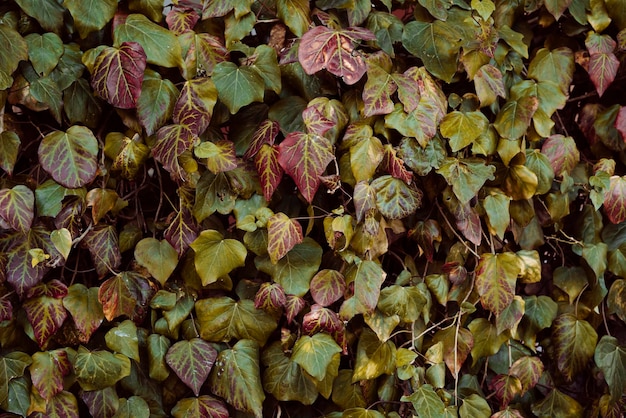 Ivy leaves texture green red and yellow