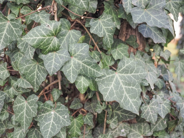 Ivy leaves texture