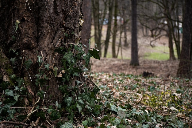 Ivy leaves on tree Early spring in park