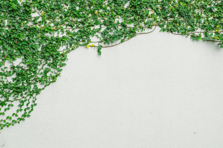 ivy leaves on wall