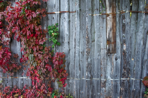 Foglie di edera su uno sfondo di legno, primo piano, pianta, foglie, motivo, trama
