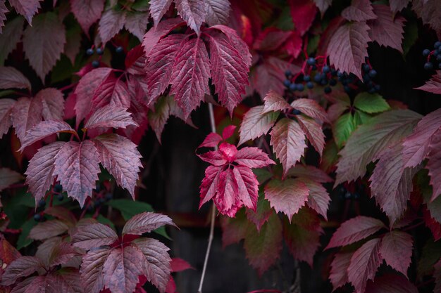 Ivy leaves on a wooden background, close-up, plant, leaves, pattern, texture