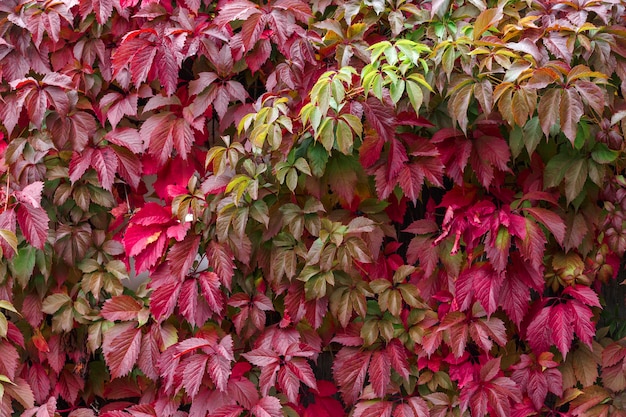 Ivy leaves on a wooden background, close-up, plant, leaves, pattern, texture