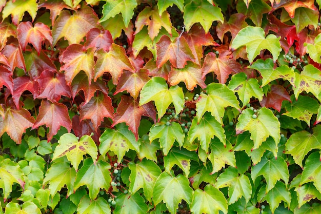 Photo ivy leaves