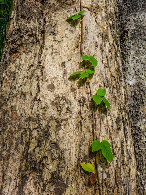 Foto edera sulla corteccia della natura degli alberi.