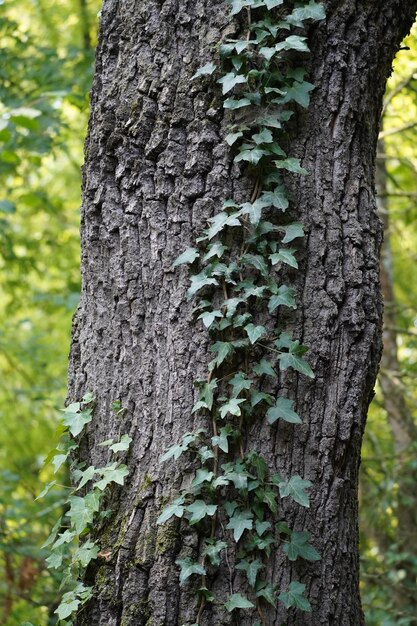 Ivy in a Oak