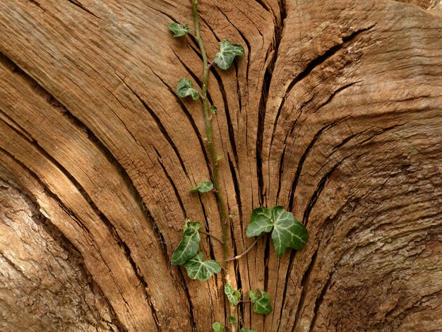 Ivy op de boom.