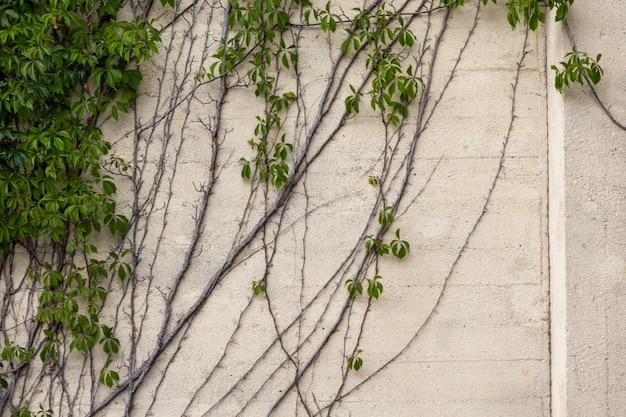 Ivy op de witte muur Natuur achtergrond en textuur concept