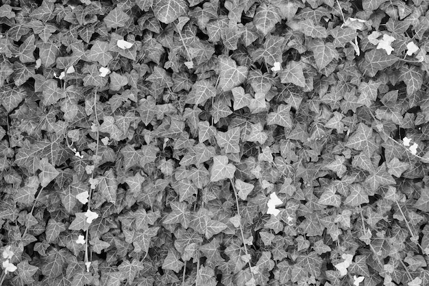 Ivy plant background in black and white