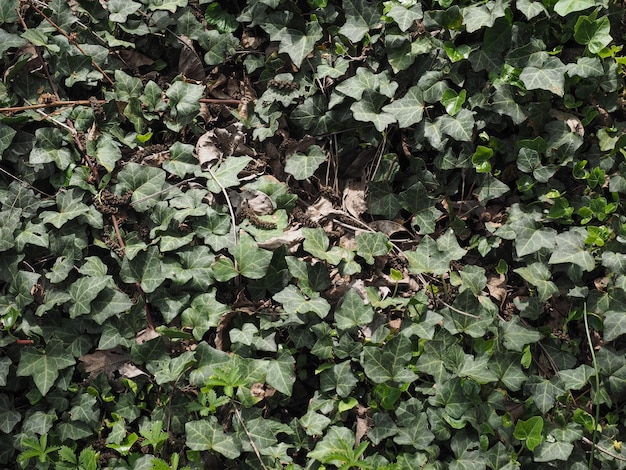 Photo ivy plant background