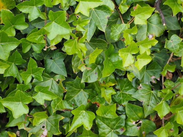 Ivy plant background