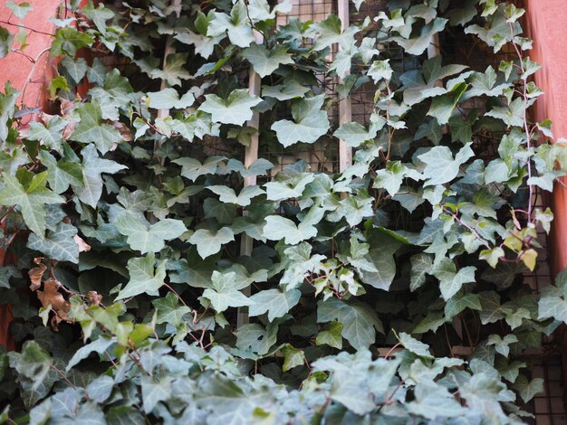 写真 ツタ植物の背景