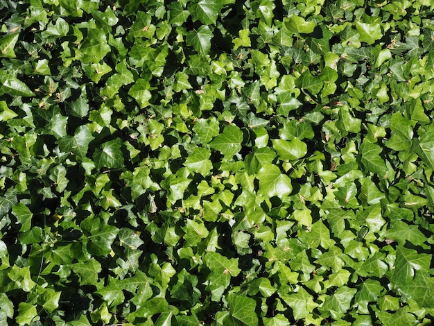 Ivy plant background