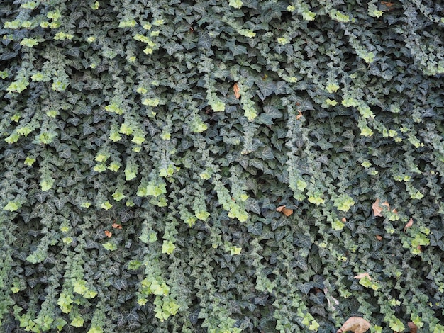 Ivy plant background