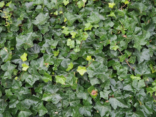 Ivy plant background