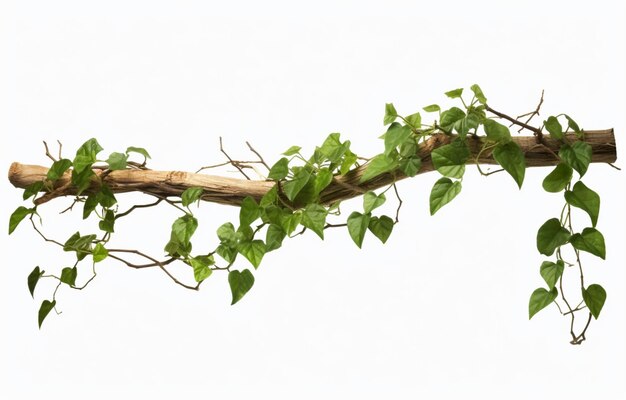 Ivy plant branch isolated on a white background