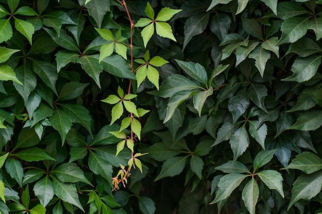 Ivy plant growing on a wall