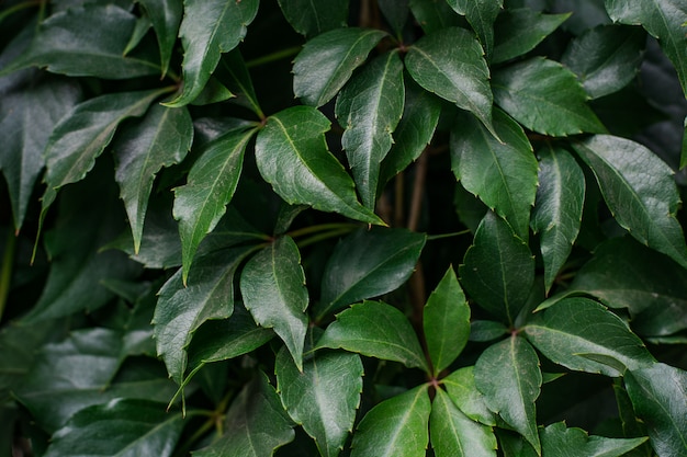 壁に成長しているツタ植物