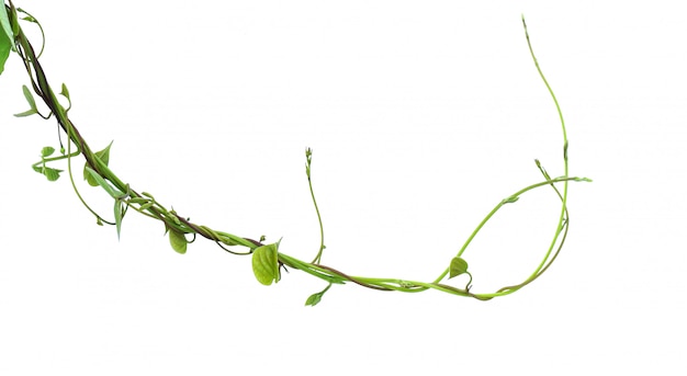 Photo ivy plant isolate on white