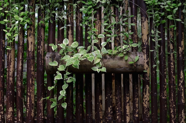 Ivy plant versieren op bamboe in het park