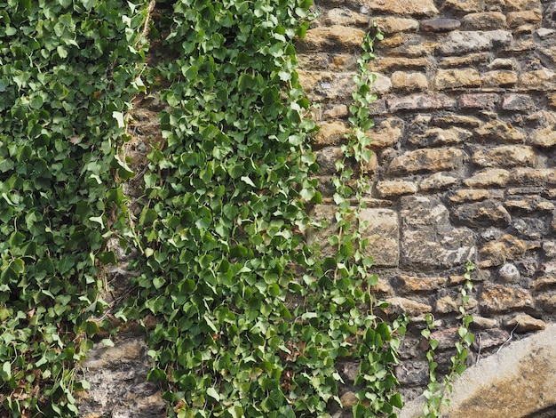 Ivy plant wall