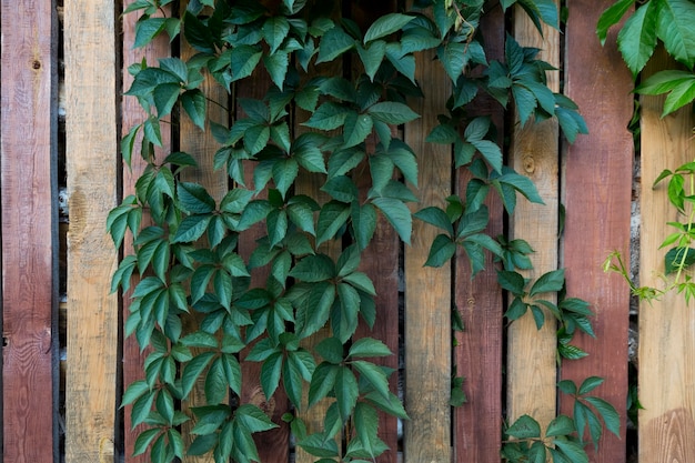 Ivy plant, wilde druiven, tegen de achtergrond van een houten gestreepte bruine omheining. Hoge kwaliteit foto