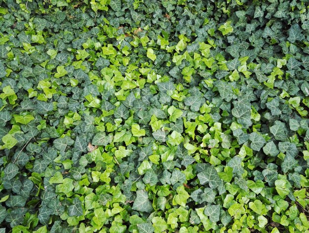 Ivy planten met groene bladeren in een tuin bos