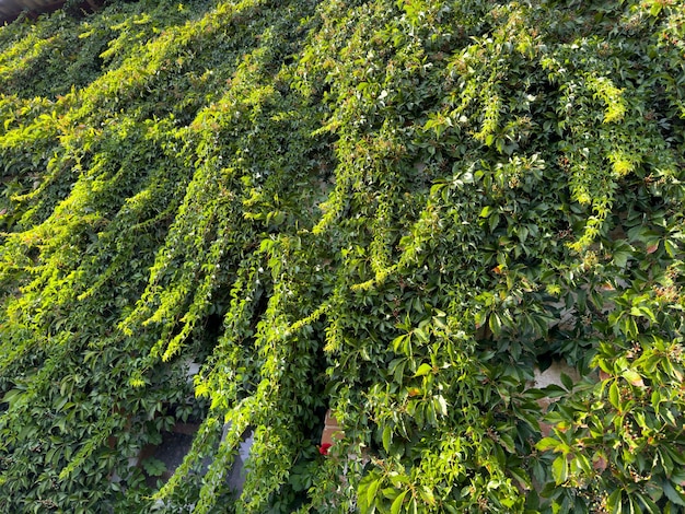 Photo ivy romantically decorating old stone walls