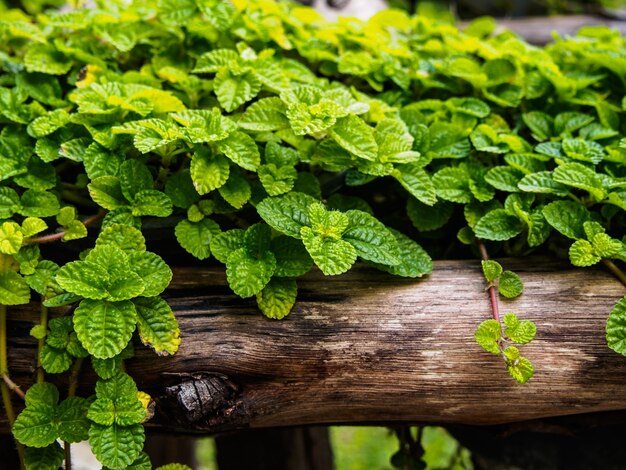 Ivy on small timber