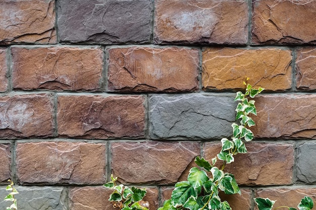 Ivy on a stone wall with large brick slabs background