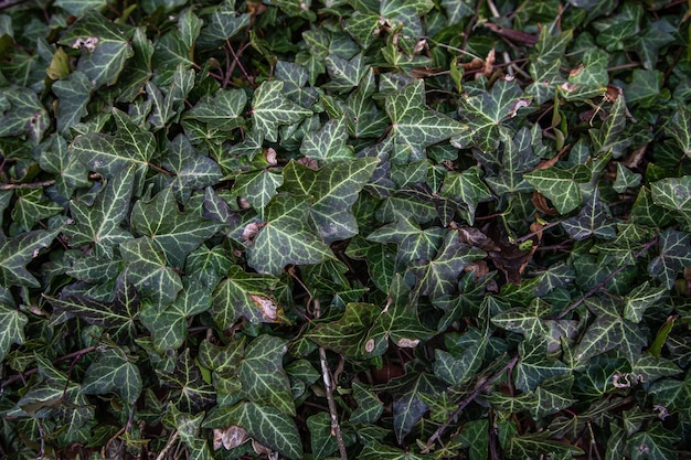 Ivy texture climbing ivy closeup natural background