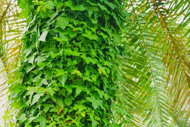 Ivy thickets on the trunk of a tropical palm tree