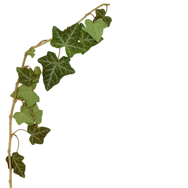Foto ramoscello di edera e foglie isolate su bianco