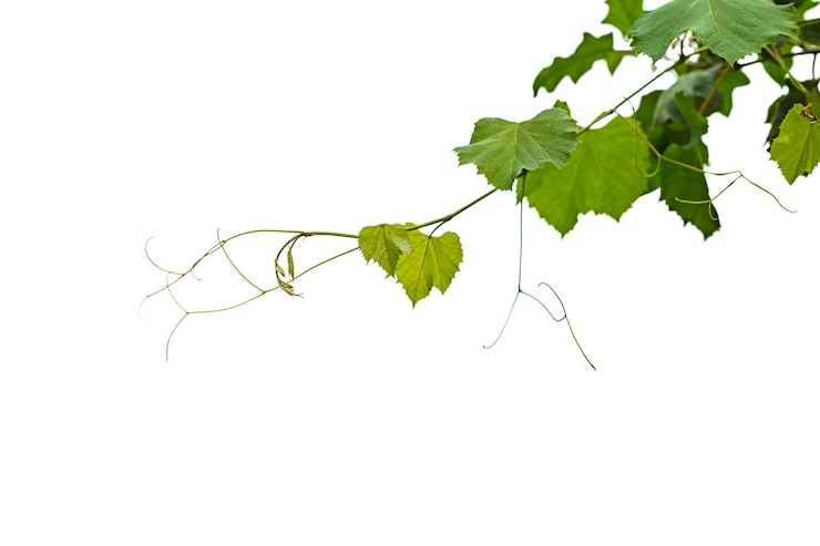 Photo ivy vine on wire background white