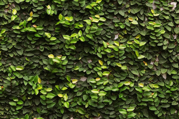 壁にツタの緑の葉の背景画像