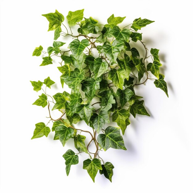 ivy on white background