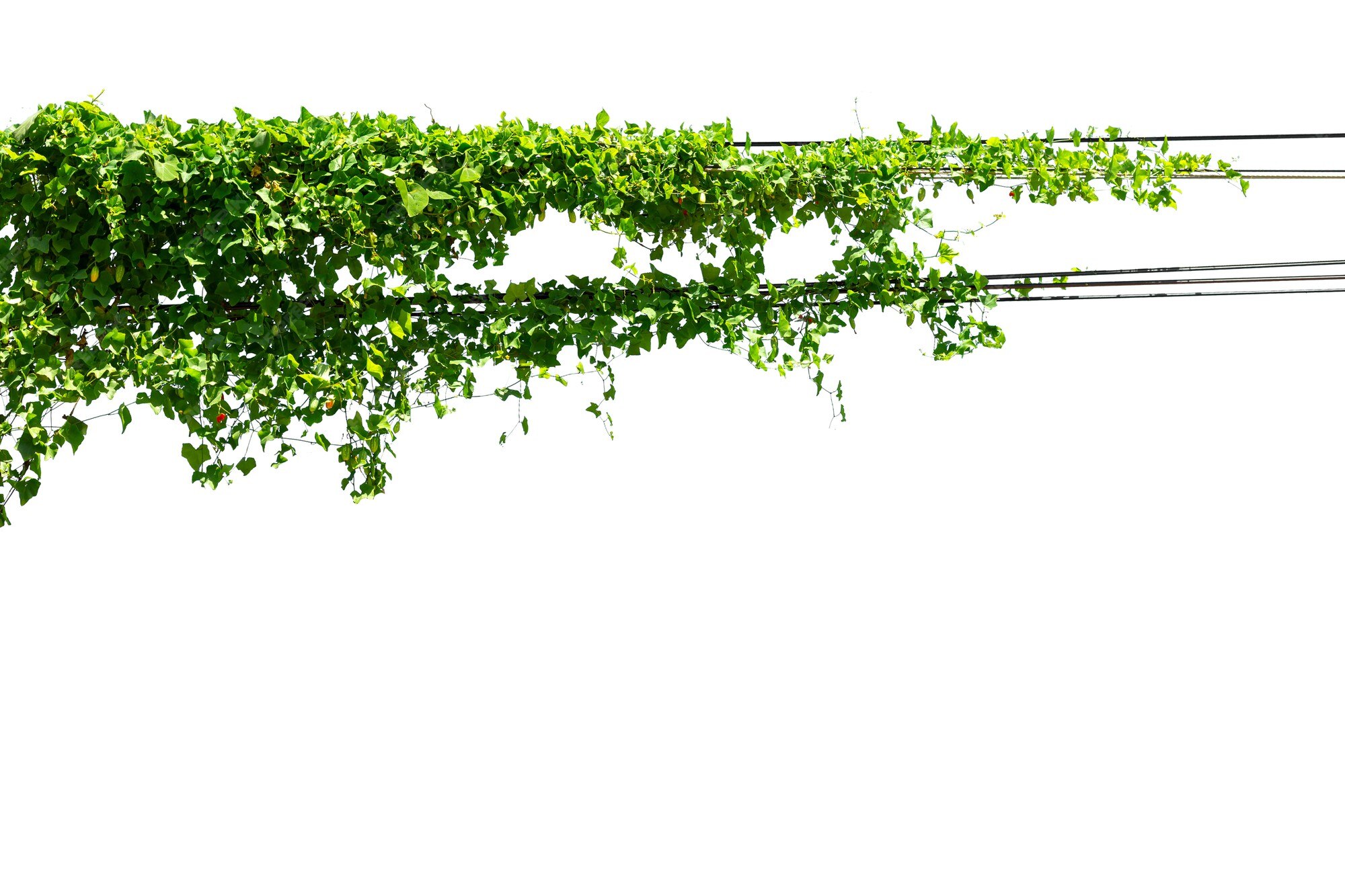 Premium Photo | Ivy on the wire on a white background