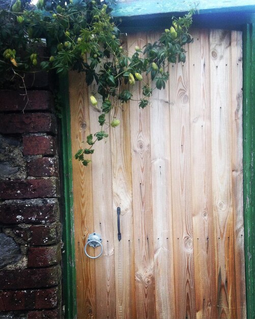 Ivy on wooden door